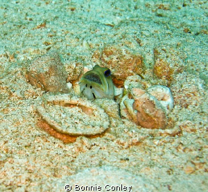 Jawfish with eggs seen in Freeport Bahamas May 2009.  Thi... by Bonnie Conley 